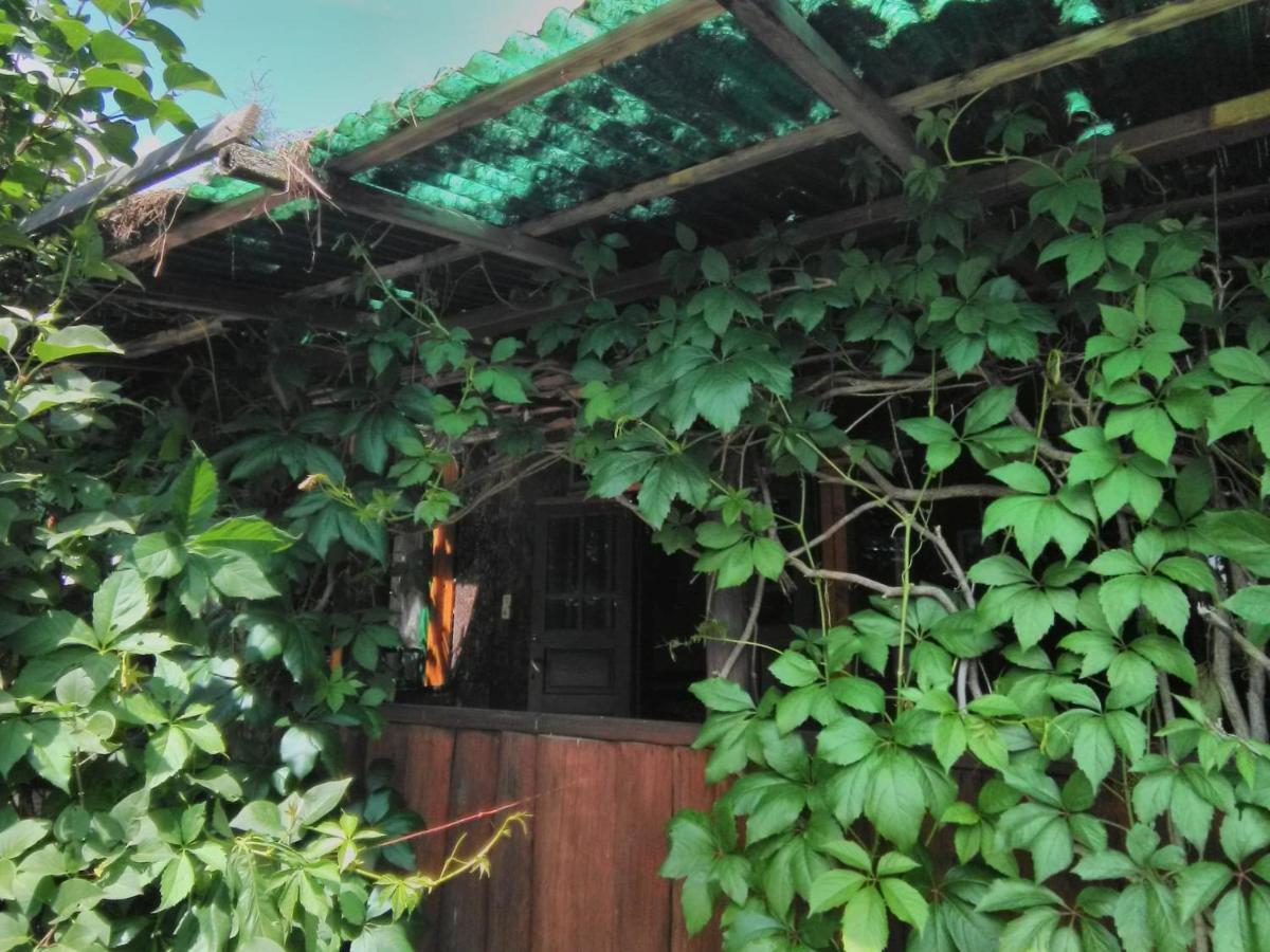 Casa Paltin Vila Si Cabane Poiana Stampei Ngoại thất bức ảnh